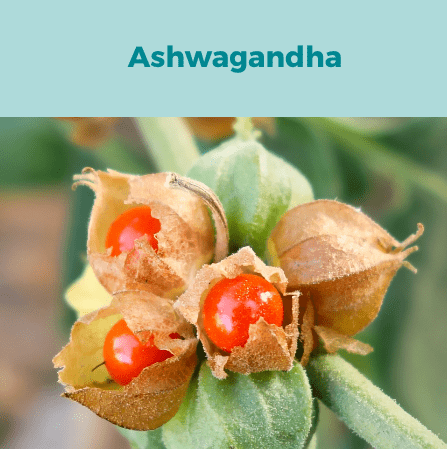 4- Ashwagandha