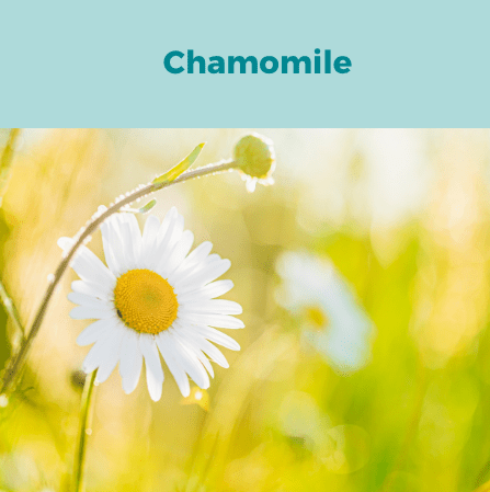 4- Chamomile