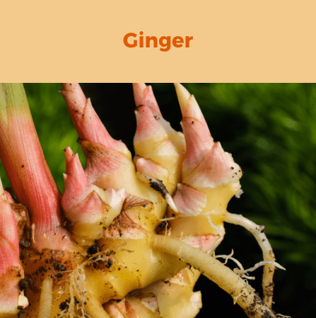 4- Ginger