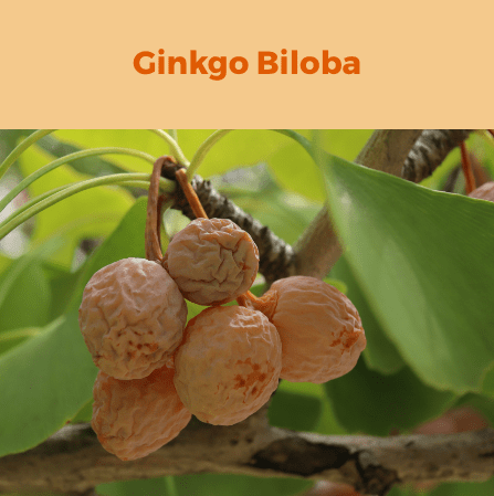 4- Ginkgo Biloba