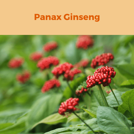 4- Panax Ginseng