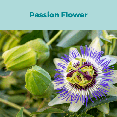 4- Passion Flower