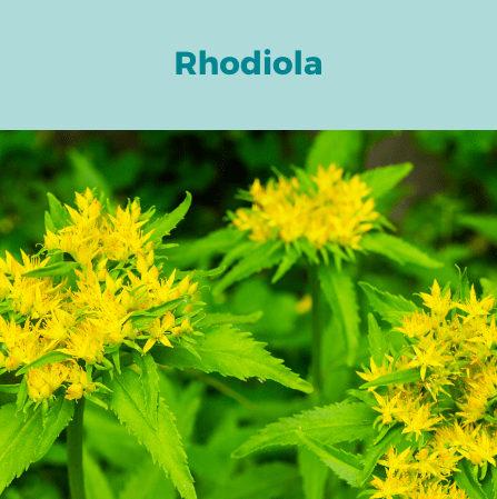 4- Rhodiola