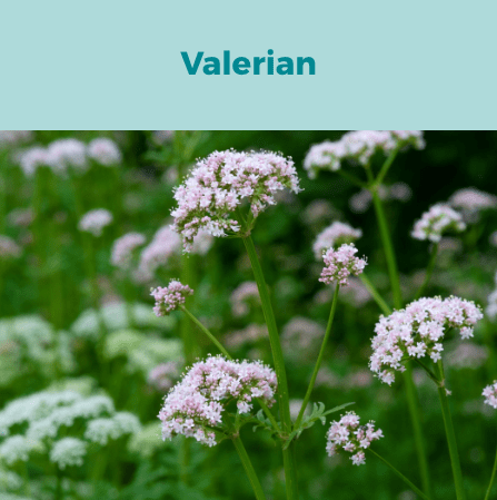 4- Valerian